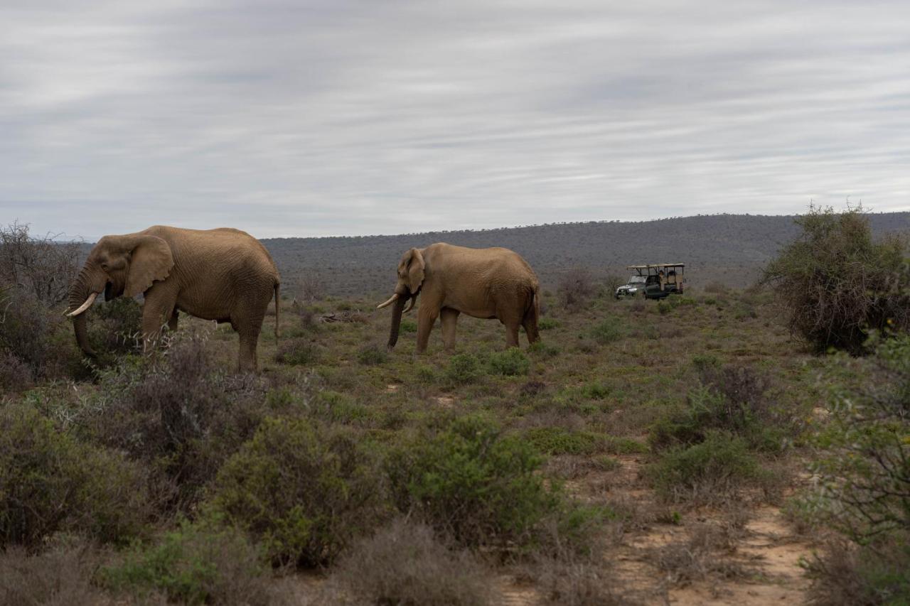 Kuzuko Lodge Addo Exterior photo
